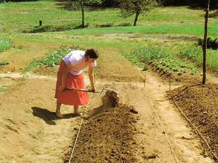 Preparing A Garden Bed Preparing The Soil - Organic Gardening - Mother Earth News Picture 862
