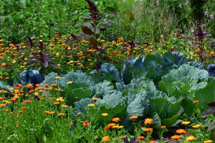 Preparing A Vegetable Garden Recommended Tips:preparing Your Vegetable Garden For Fall Picture 321