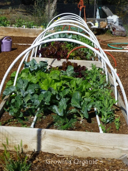 Preparing Raised Beds For Winter Row Covers To Help Grow Food In Winter | Grow Organic Image 622