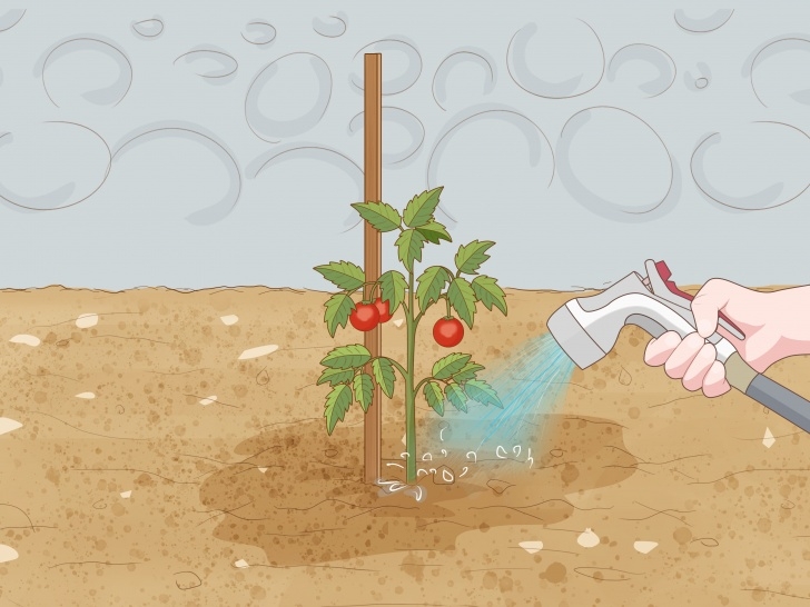 Preparing Soil For Planting 3 Ways To Prepare The Soil For Tomato Plants - Wikihow Picture 233