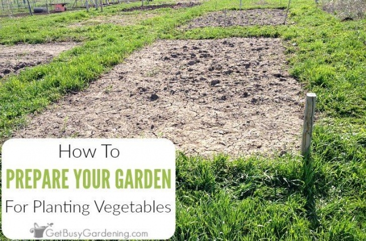 Preparing Soil For Vegetable Garden How To Prepare A Garden Bed For Planting Vegetables (With Photo 210