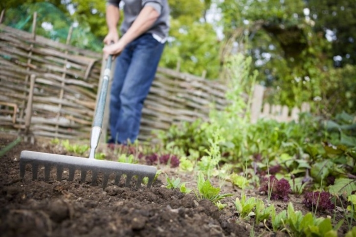 Preparing Soil For Vegetable Garden How To Prepare Soil For Vegetable Garden? - Real Foods Photo 837