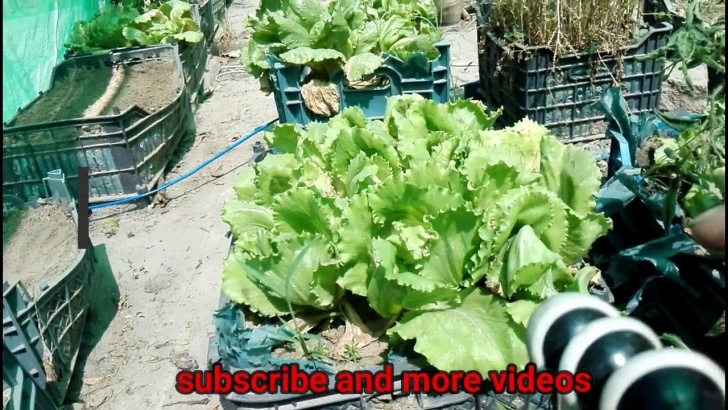 Preparing Soil For Vegetable Garden Soil Preparation For Vegetable Garden – Bloom And Grow Photo 336