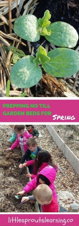 Preparing Vegetable Garden For Spring Preparing Gardens For Spring-Without Tilling | No Till Picture 465