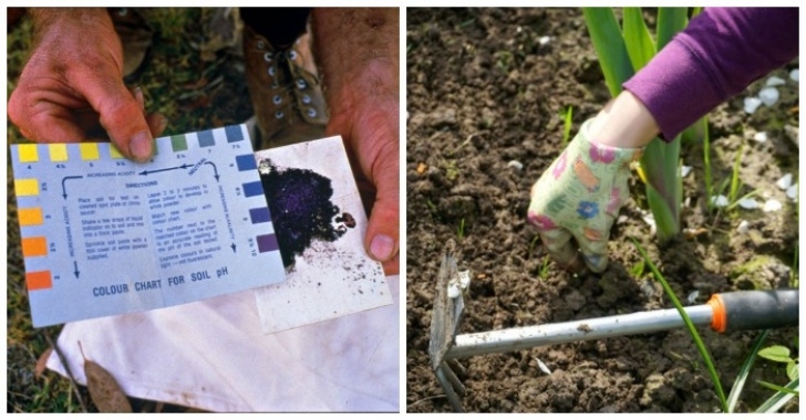 Preparing Vegetable Garden For Spring Preparing Spring Flower Beds - Leaf Mulch - Soil Testing Photo 921