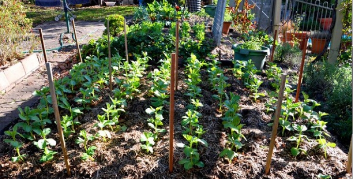 Preparing Vegetable Garden For Spring Preparing Your Spring And Summer Vegetable Garden Photo 711