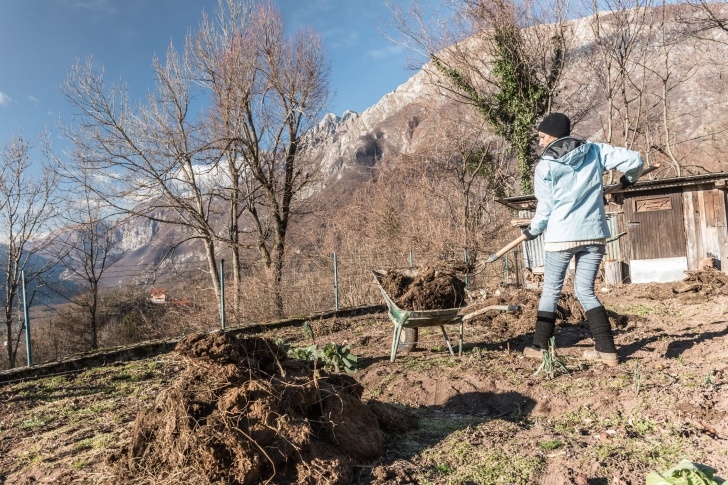 Preparing Vegetable Garden For Spring Safety Tips For Using Manure In Your Vegetable Garden Image 592