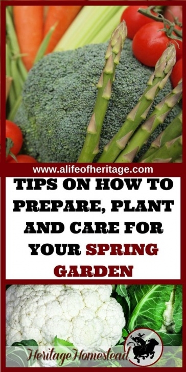 Preparing Vegetable Garden For Spring Spring Vegetables: What, When &amp; How To Prepare Your Garden Photo 159