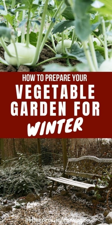Preparing Vegetable Garden For Winter How To Prepare Your Vegetable Garden For Winter | Growing Image 798