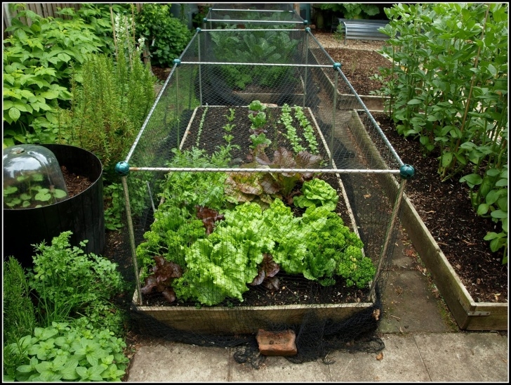 Protective Covers For Raised Garden Beds Mark'S Veg Plot: Lettuce Etc Image 274