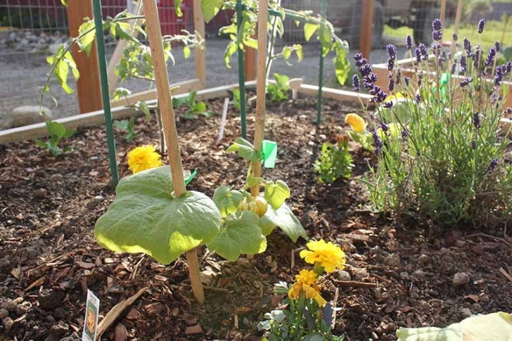 Pumpkin Companion Plants Best Companion Plants To Grow With Pumpkins | Gardener’s Path Photo 999