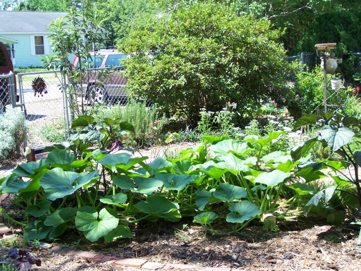Pumpkin Companion Plants Companion Planting | Brighthaven Days Photo 128