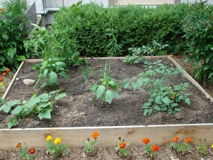 Pumpkin Companion Plants Companion Planting | Pumpkin Garden, Edible Garden, Veg Garden Picture 025