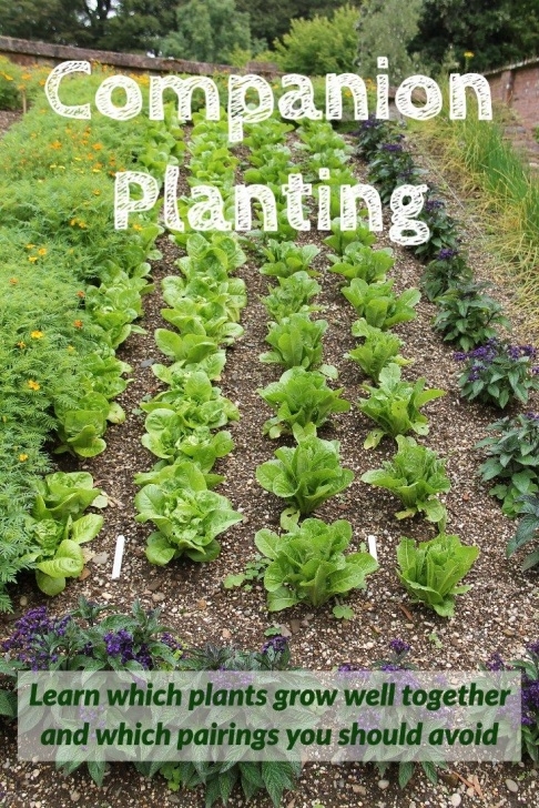 Pumpkin Companion Plants Pin On Gardening Image 020