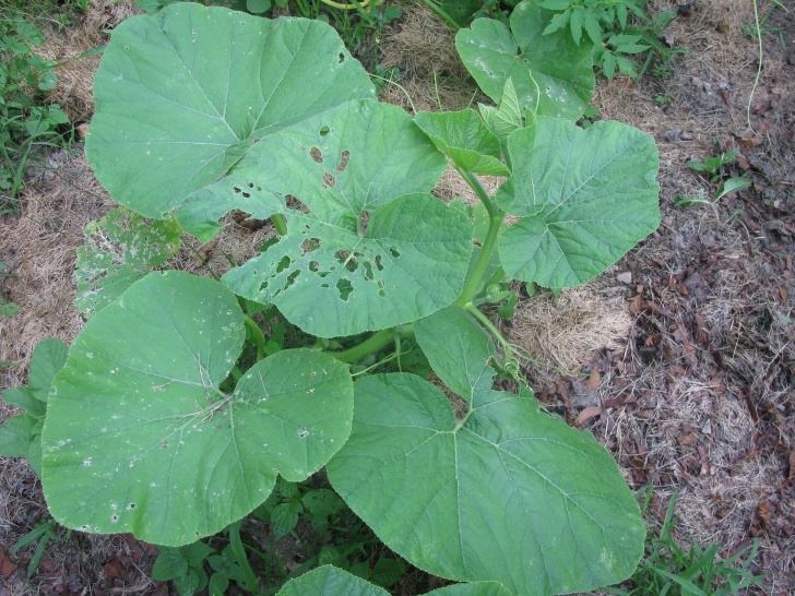 Pumpkin Companion Plants Radishes, Squash, Pumpkins: Does Companion Planting Work Photo 651