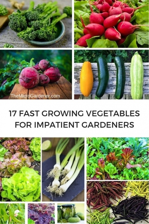 Quick Growing Vegetables 17 Fast Growing Vegetables For Impatient Gardeners | Fast Picture 125