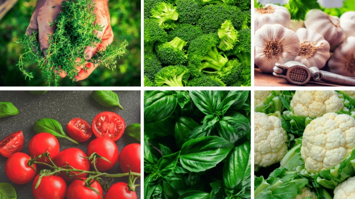 Quick Growing Vegetables 30 Fast Growing Vegetables In Pots (Growth Time Mentioned Picture 625