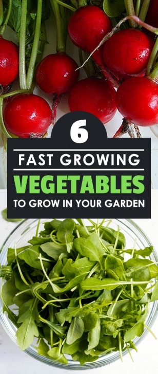 Quick Growing Vegetables 6 Fast Growing Vegetables For Your Garden Picture 334