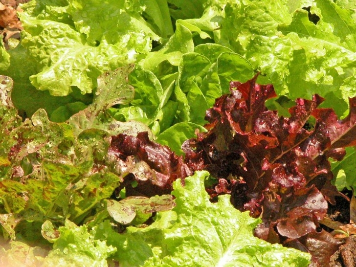 Quick Growing Vegetables Fast Growing Vegetables For An Instant Garden Image 010