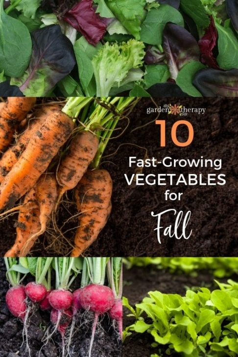 Quick Growing Vegetables Plant These Speedy Fall Vegetables For A Last Hurrah! Image 147