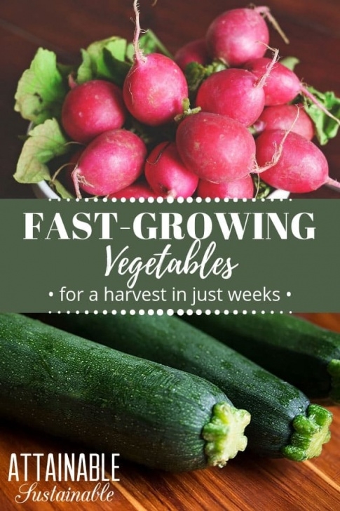 Quickest Vegetables To Grow 12+ Fast Growing Vegetables For Your Backyard Garden Photo 965