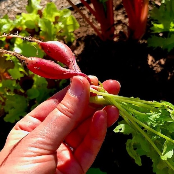 Quickest Vegetables To Grow Fastest Growing Vegetables You Can Grow In Your Garden Picture 230