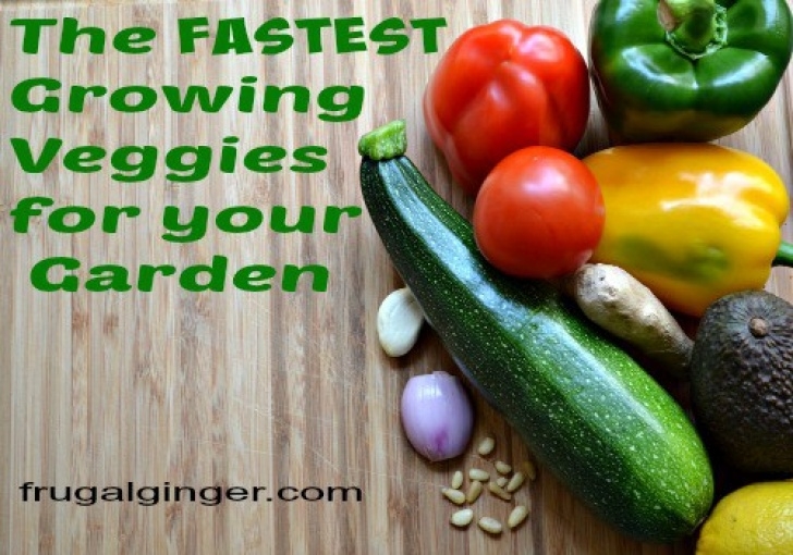Quickest Vegetables To Grow The Fastest Growing Vegetables For Your Garden Picture 827