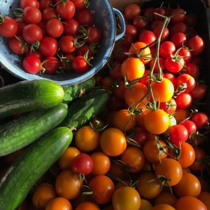 Quickest Vegetables To Grow Top Easiest Vegetables To Grow In Your Urban Garden Image 486