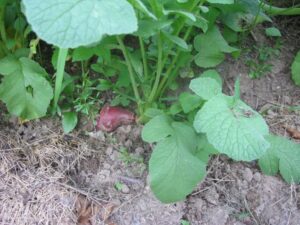 Radish Companion Plants Radishes, Squash, Pumpkins: Does Companion Planting Work Image 180