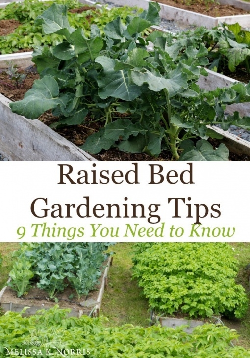 Raised Bed Gardening For Beginners Raised Bed Gardening Tips - 9 Things You Need To Know Photo 546