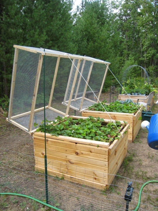 Raised Bed Vegetable Garden Covers "Strawberry Bed Protection" | Small Vegetable Photo 775