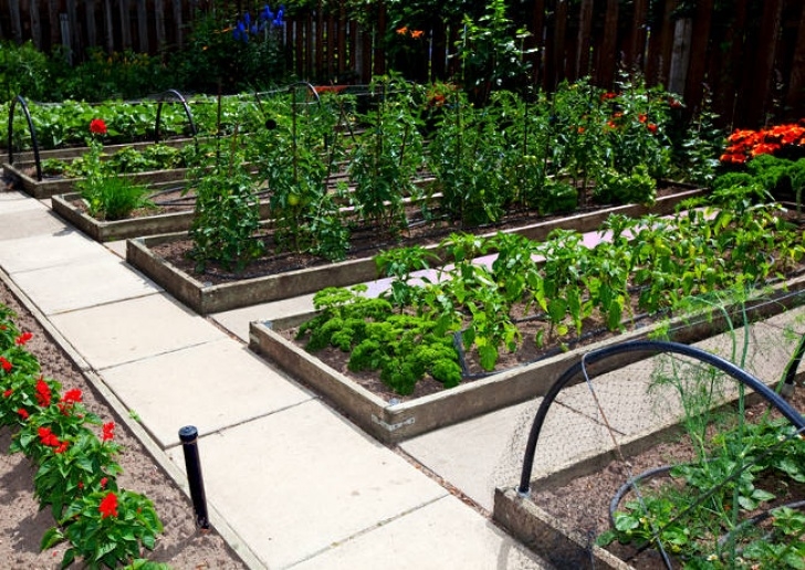 Raised Bed Vegetable Garden Layout Raised Garden Beds Versus Row Gardening | How To Build A House Picture 751