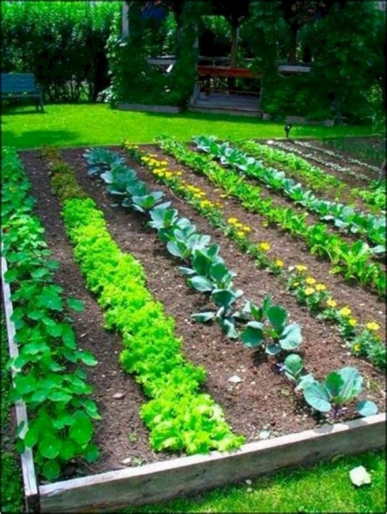 Raised Bed Vegetable Gardening For Beginners Majestic 25+ Easy Vegetable Garden Layout Ideas For Photo 188