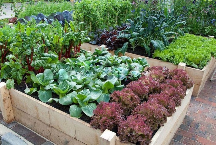 Raised Bed Vegetable Gardening For Beginners Raised Bed Vegetable Garden Layout | Great Vegetable Photo 411