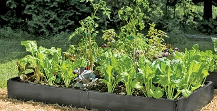 Raised Bed Vegetable Gardening For Beginners Vegetable Gardening For Beginners | Garden, Vegetable Photo 720