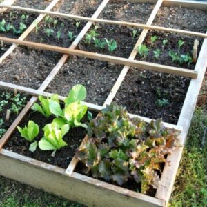 Raised Bed Vegetable Gardening For Beginners Vegetable Gardening For Beginners Uk | The Garden Inspirations Photo 039