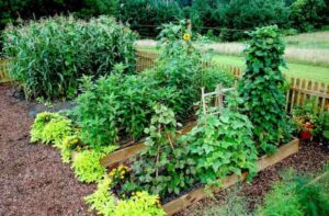 Raised Garden Bed Plants Joe Gardener® | Organic Gardening Like A Pro Image 975 Raised Garden Bed Plants Joe Gardener® | Organic Gardening Like A Pro Image 975