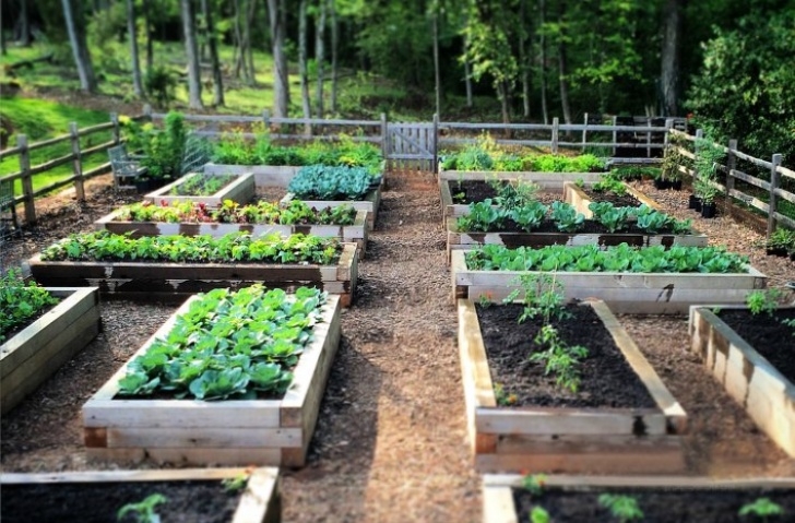 Raised Garden Bed Plants Joe Gardener® | Organic Gardening Like A Pro Picture 068