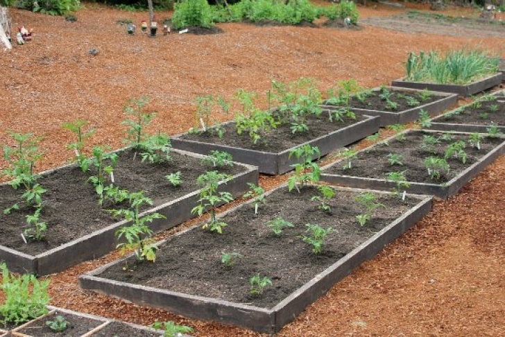 Raised Garden Bed Plants Mavis Garden Blog - Planting Tomatoes In Raised Garden Image 750