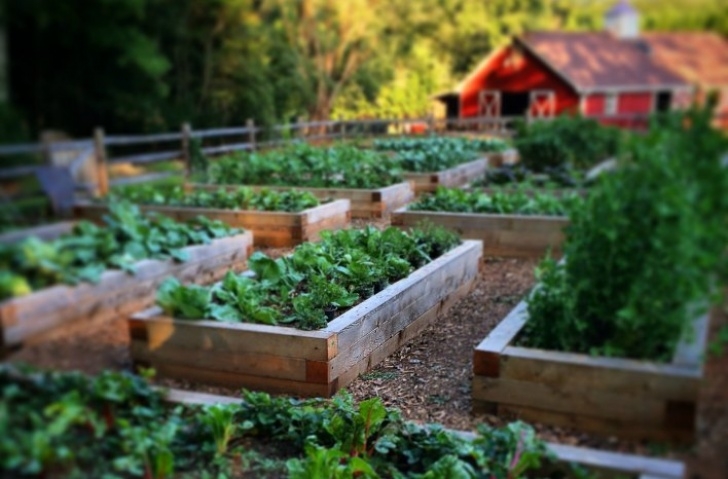 Raised Garden Bed Soil Maintenance Joe Gardener® | Organic Gardening Like A Pro Photo 639