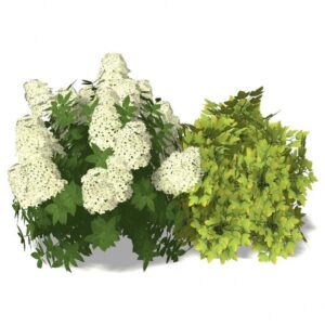 Raspberry Companion Plants Hydrangea 'Magical - Candle' And Physocarpus 'Raspberry Photo 614