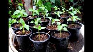 Red Bell Pepper Plant How To Grow Bell Pepper From Seed To Seedling - Youtube Photo 456