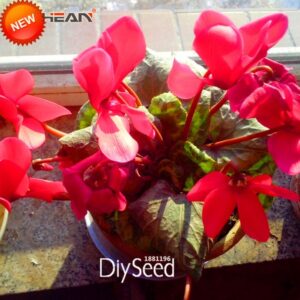 Red Flowering House Plants Big Promotion!Red Cyclamen Flower Seeds Perennial Picture 354