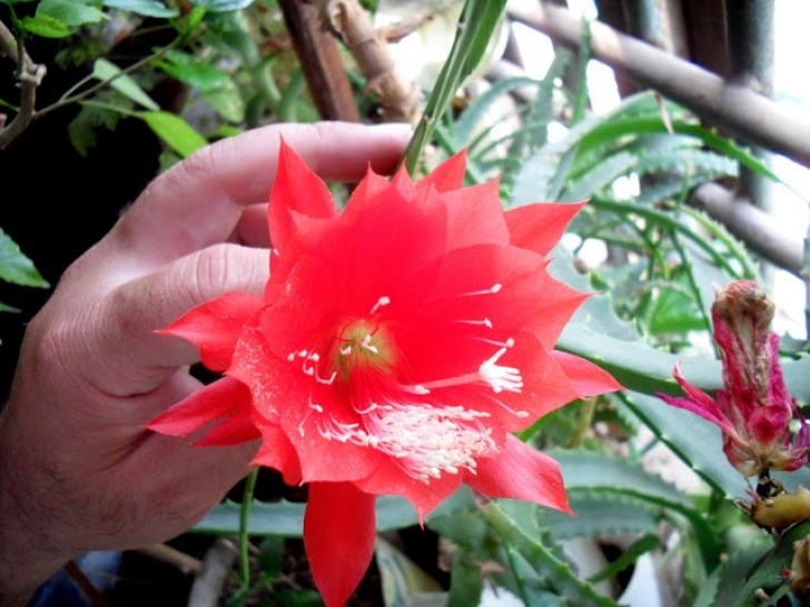 Red Flowering House Plants Digital World Pages Archive: Red Indoor Flowers Unique Photo 364