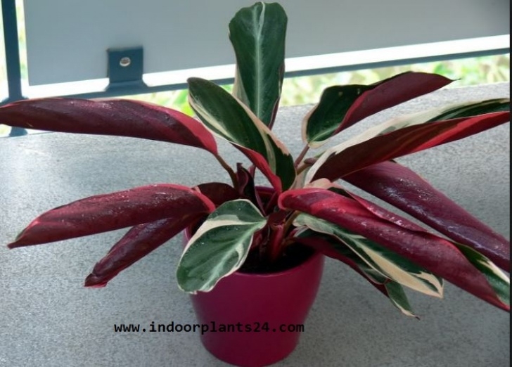 Red Flowering House Plants Indoor Plant🤷Ctenanthe Oppenheimiana Tricolor Marantaceae Picture 539