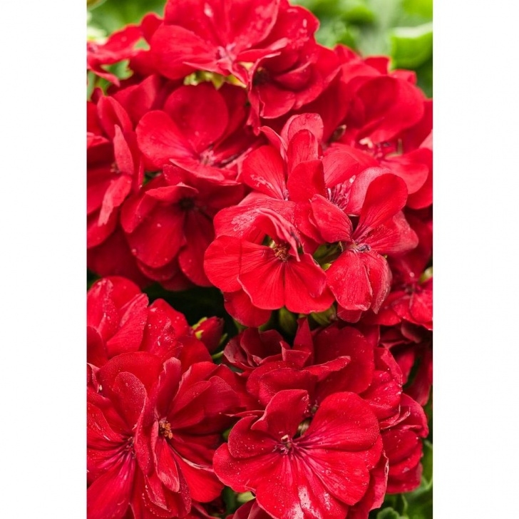 Red Flowering House Plants Proven Winners Boldly Dark Red Geranium (Pelargonium) Live Image 049