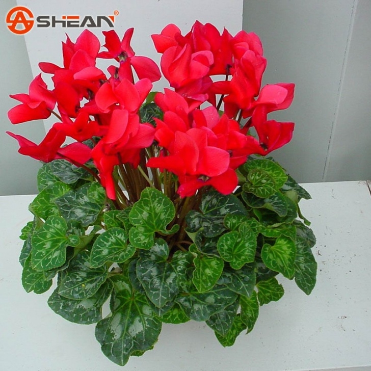 Red Flowering House Plants Red Cyclamen Flower Seeds Cyclamen Seeds For Diy Home Picture 563