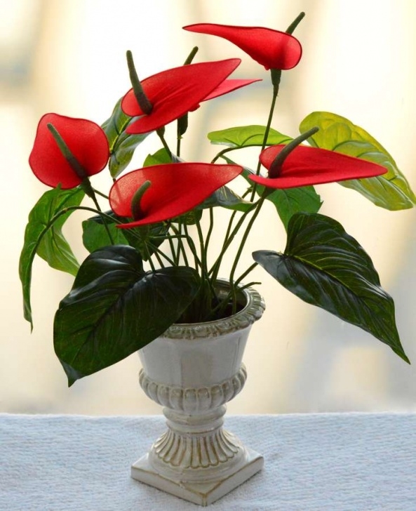 Red Flowering House Plants Red Peace Lily (Source: Mcmurray House) - Leaf Wood Rock Picture 502