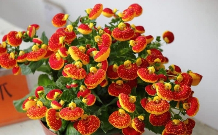 Red Flowering House Plants Red Yellow Flowering Pocketbook Houseplant In The Pot Image 246