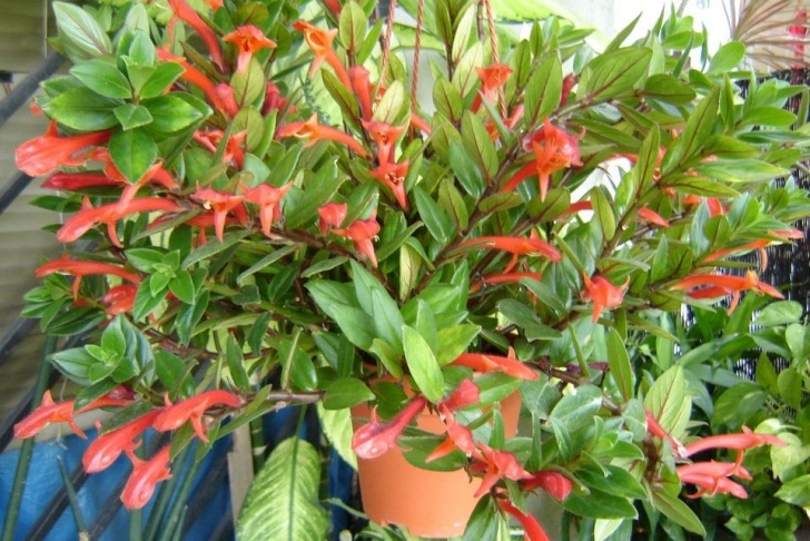Red Flowering House Plants Top Houseplants With Red Flowers Picture 084
